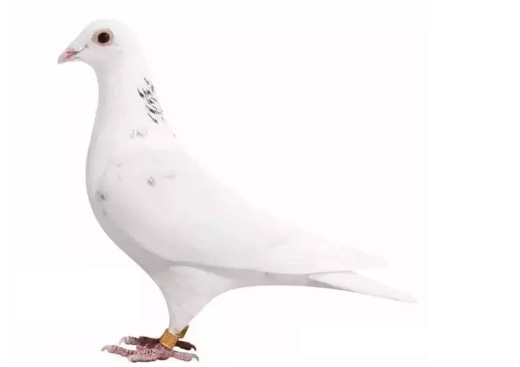 开云体育在线-包含俄罗斯选手名震一方，技压群雄夺得奖牌称雄的词条